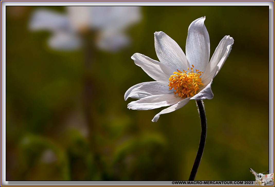 ANEMONES
